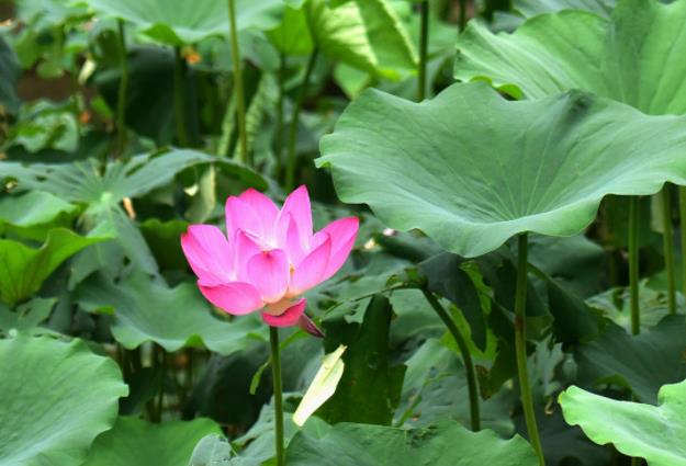 北京市属公园荷花进入始花期，赏花攻略来了